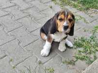 Beagle Pieski ZKWP Fci