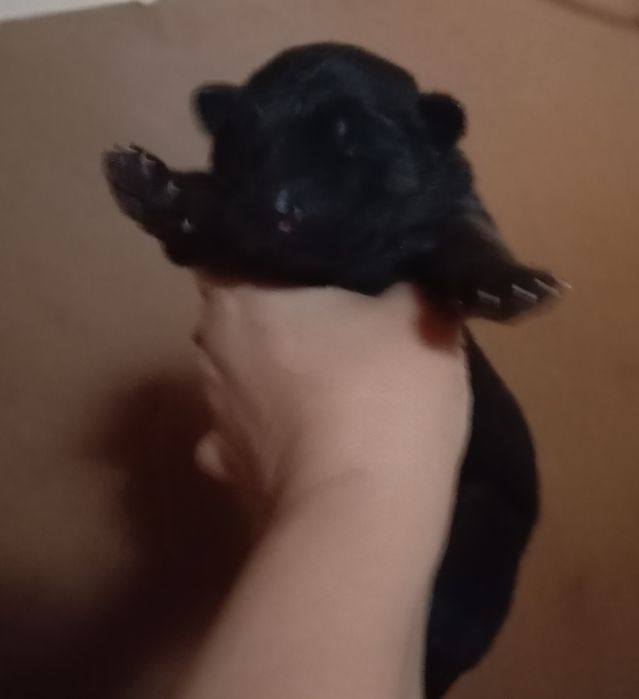 Открыта бронь .Есть мальчики и девочки.