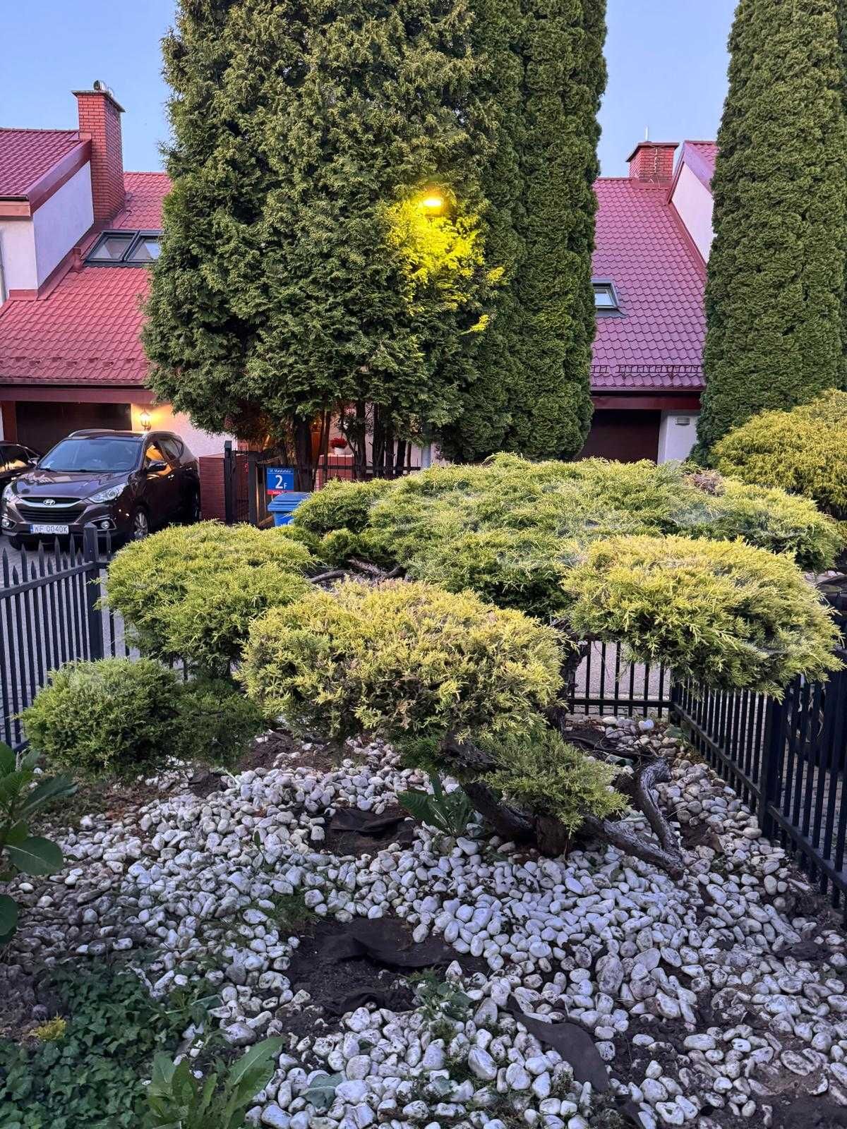 Krzak Jałowca w stylu bonsai, 170cm