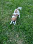 Czysto rasowa suczka Jack Russell terrier Rodowód