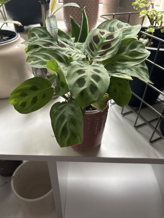 Maranta leuconeura Kerchoveana. Плющ scutifolia, генура.