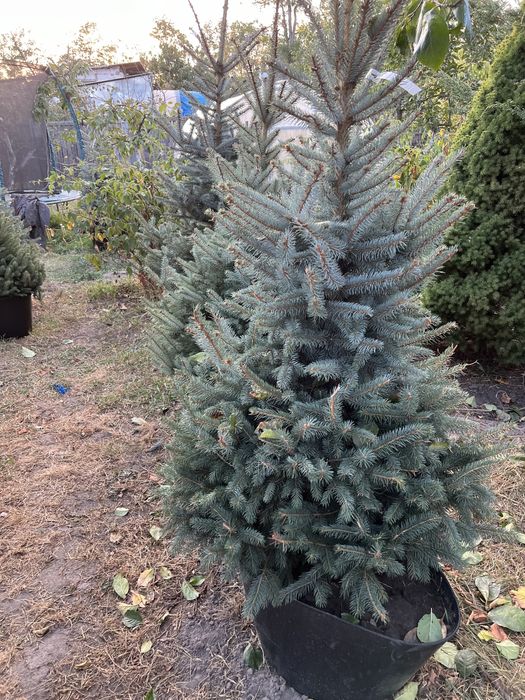 Ялина блакитна Кейбаб в грунті, жива, ялинка Kaibab голуба, елка ель