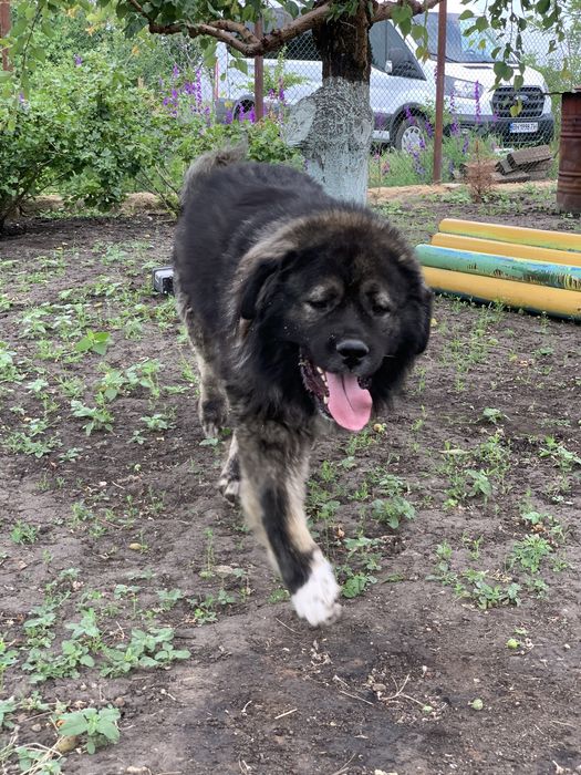 Кобель,кавказская овчарка.