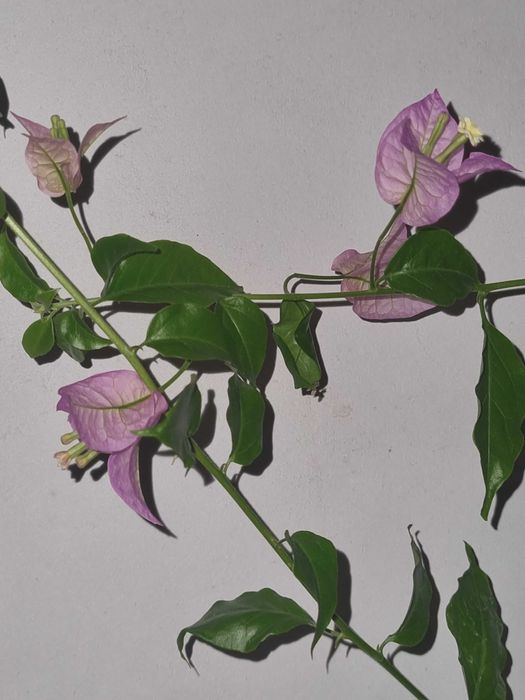 Квітуча бугенвілія