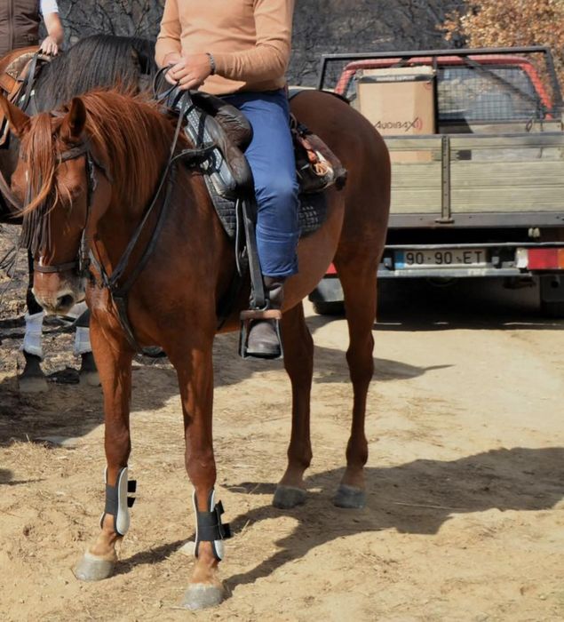 Cavalo 8 anos 1,65