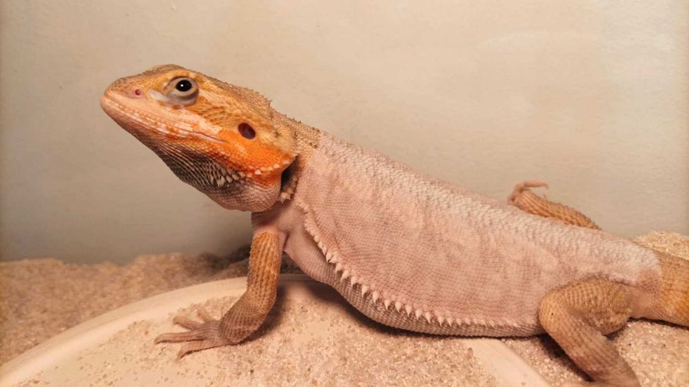 Piękna agama brodata