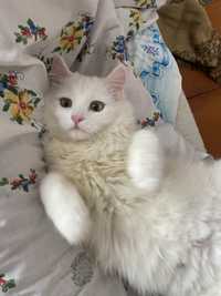 Кішка Турецька ангора