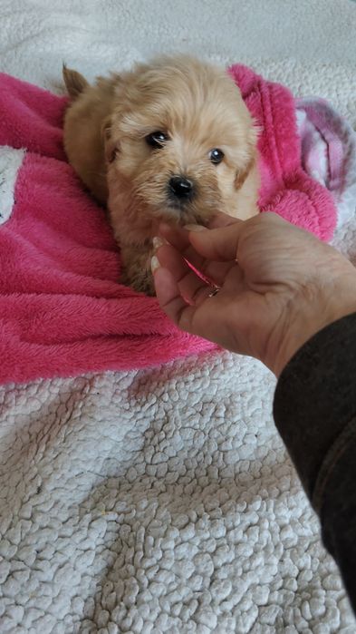 Maltipoo malutka sunia