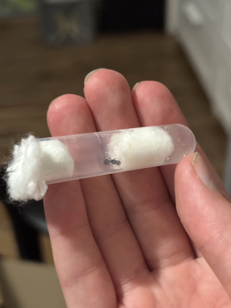 Мурахи tetramorium caespitum