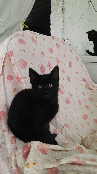 Gatinho preto com 3 meses procura uma família!