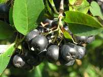 Sprzedam aronia ekologiczna 5zl/kg