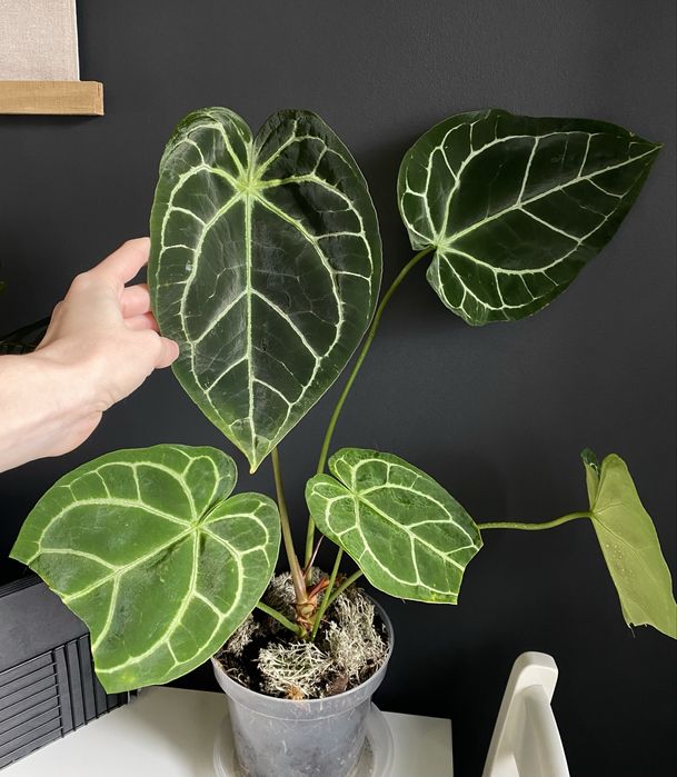 Антуріум Anthurium Crystallinum x Forgetii