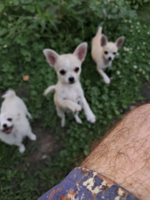 Piesek Chihuahua