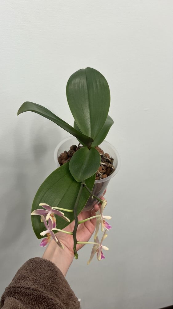 Орхідея еліс ван орандж ароматна