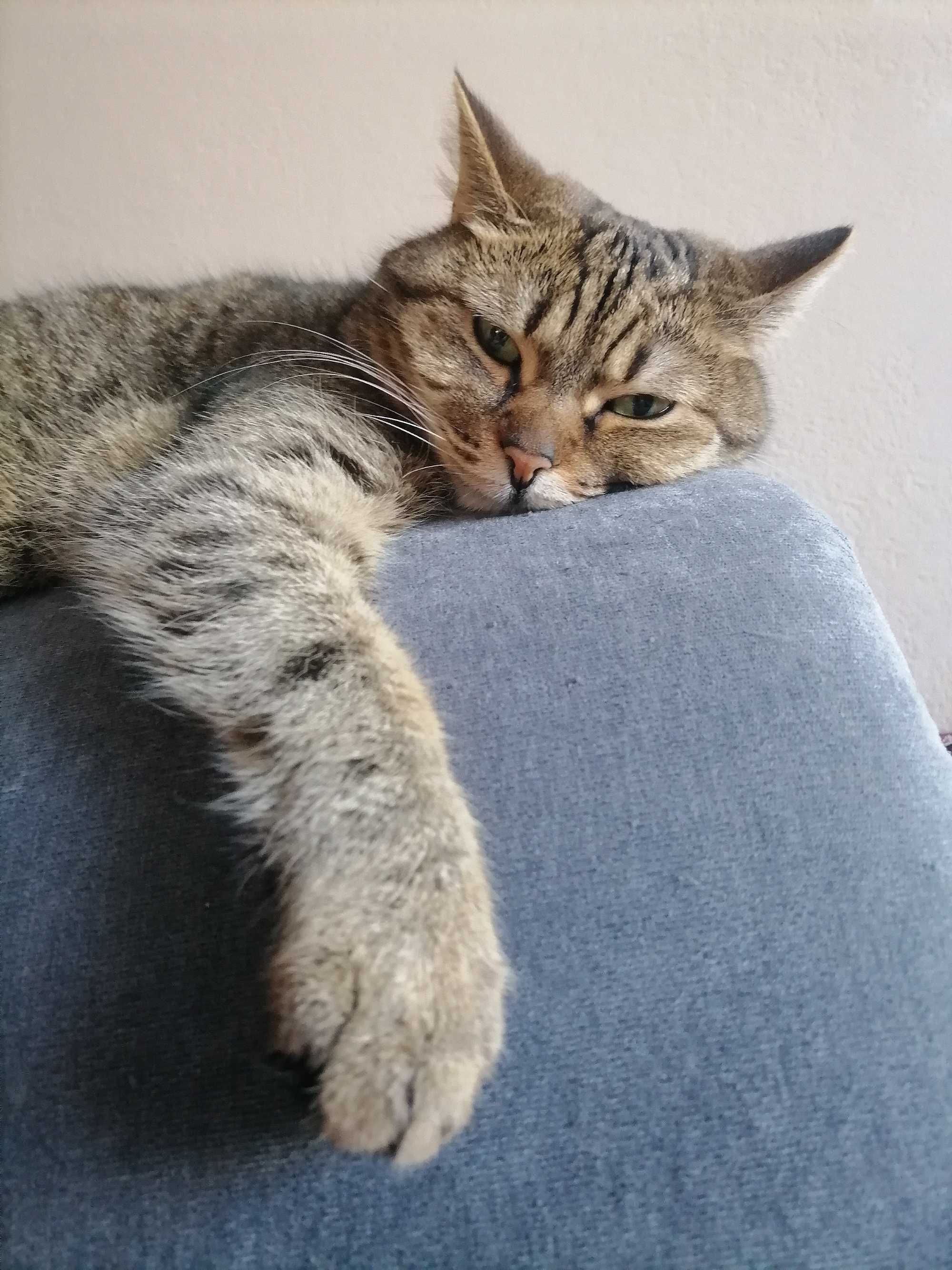 Opieka dla Twojego kotka u Ciebie w domu