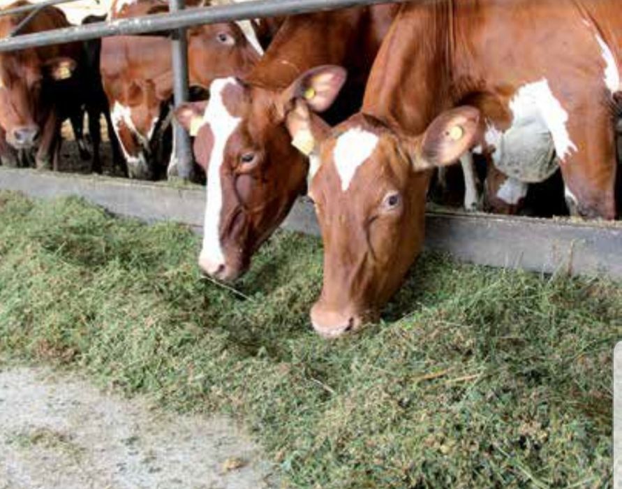 СІНО З ДОСТАВКОЮ від 1 шт в тюках мешках, сено (могары и др виды)