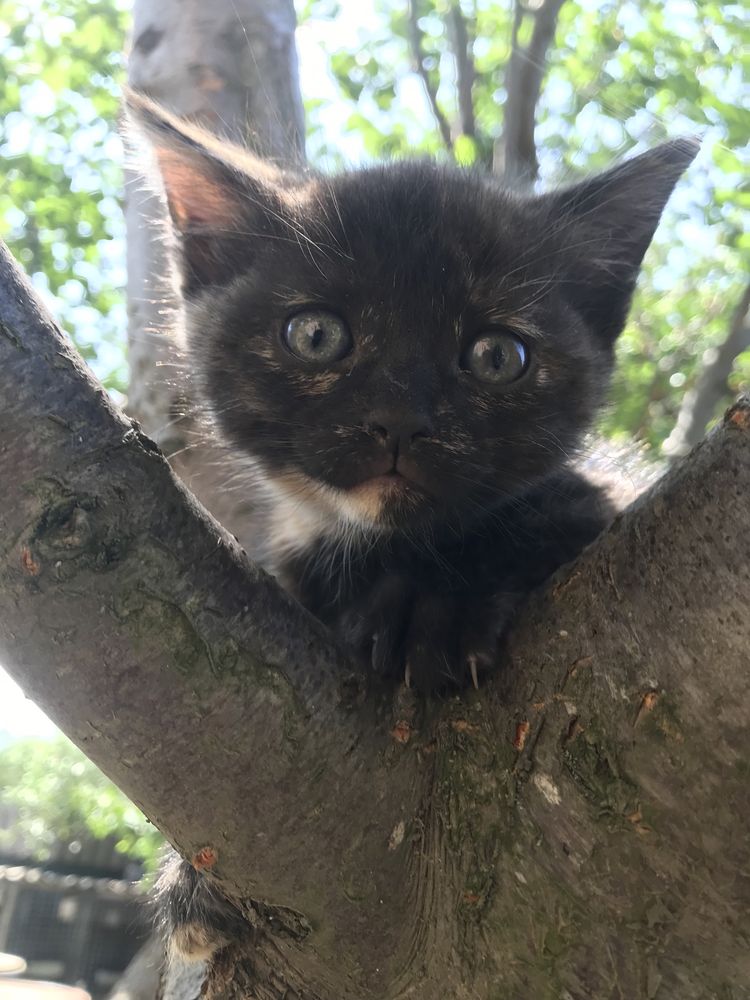 Отдам котят