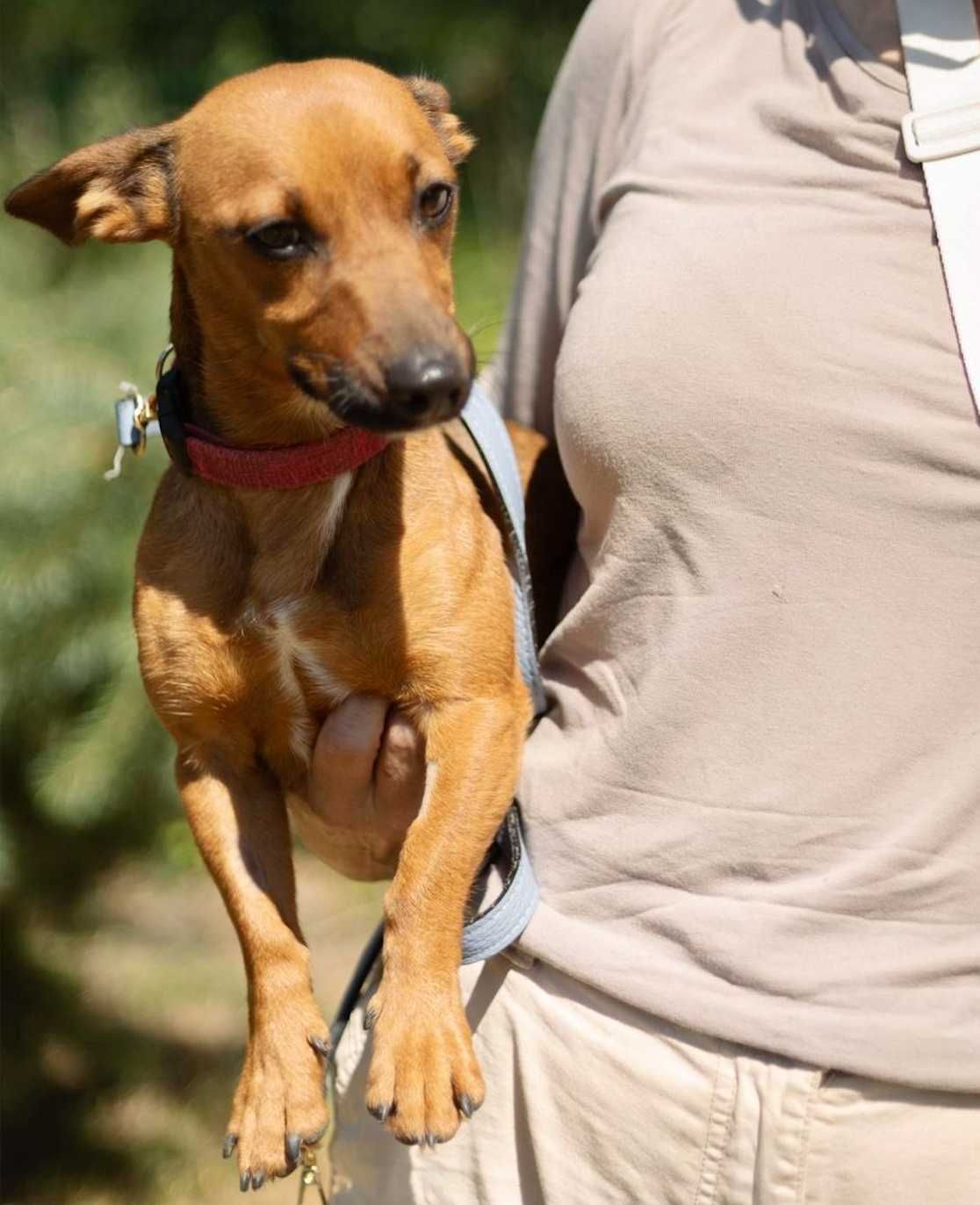 Suczka do adopcji ESKA