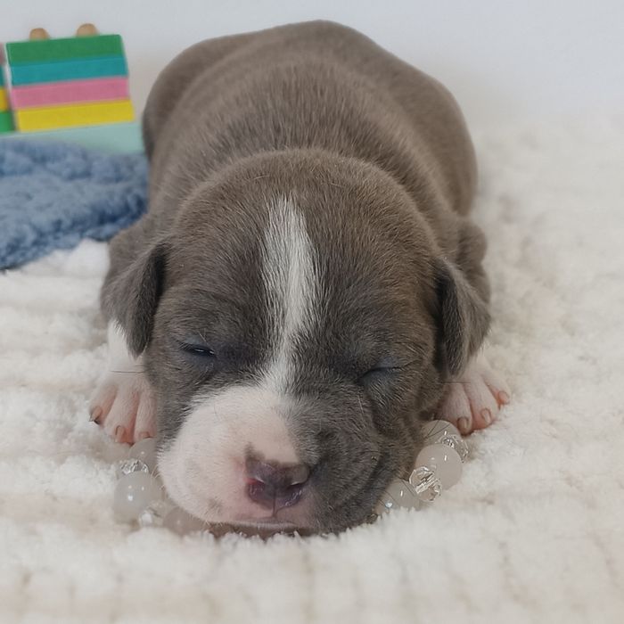 Nova Luna стафінька з такою харізмою,що меркнуть зірки.КСУ