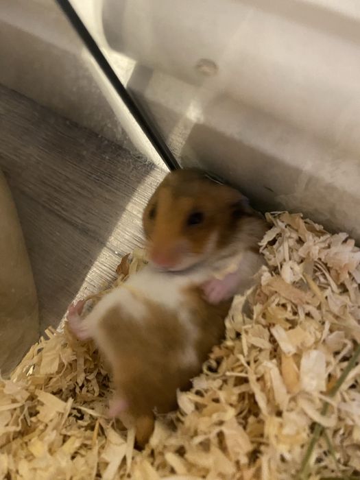 Sprzedam chomika dziewczynke