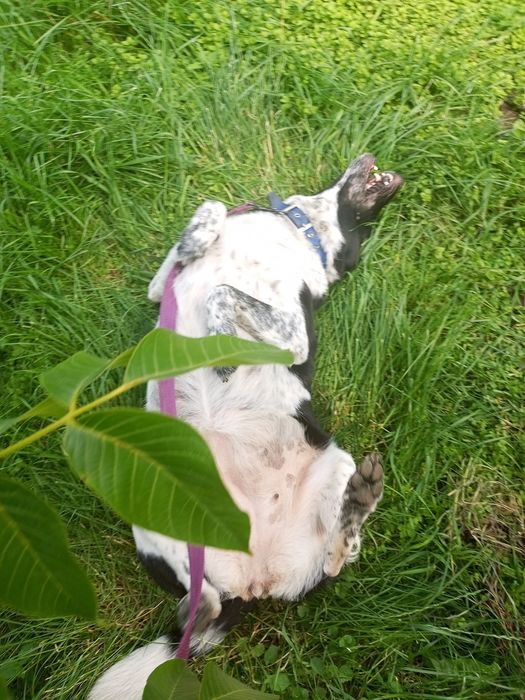 Віддам в добрі руки собачку