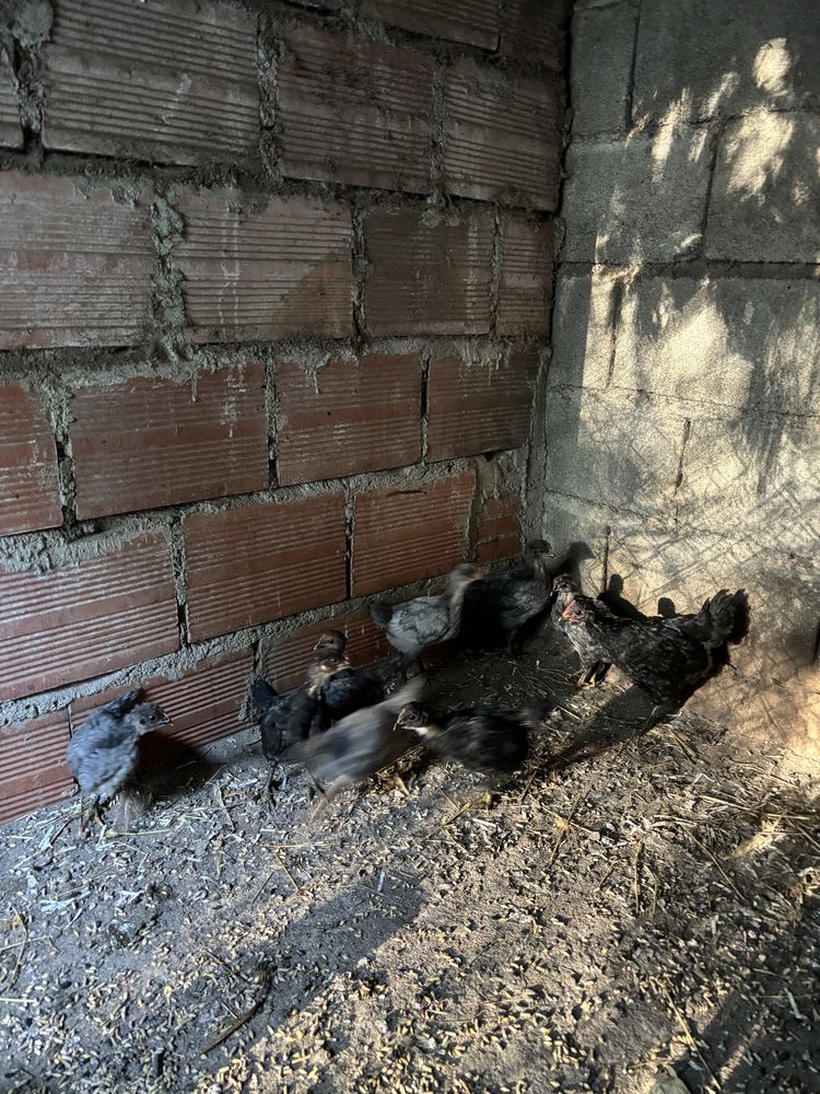 Pintos e Ovos galados AUSTRALORP