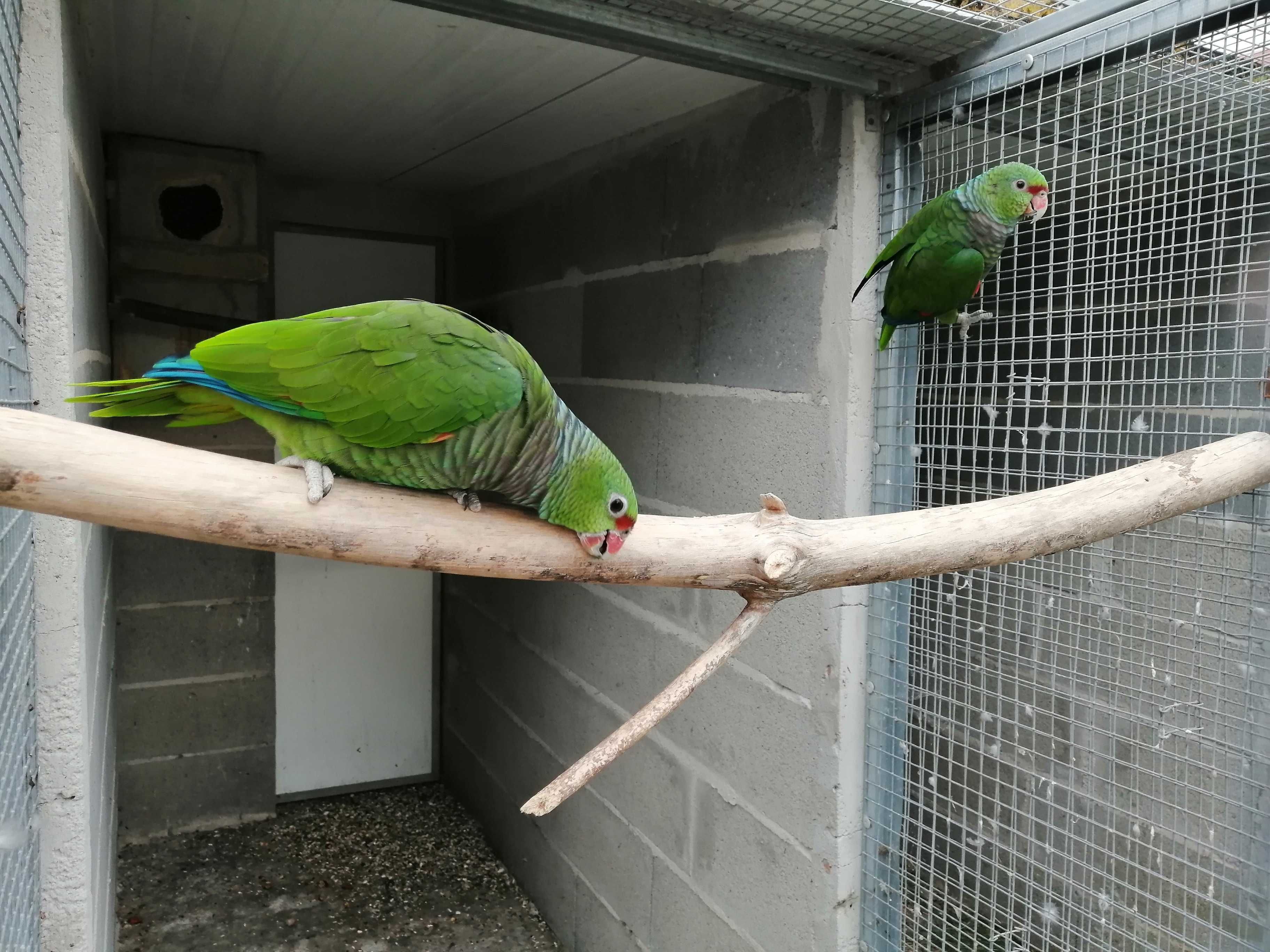 Casal  reprodutor amazona vinacea