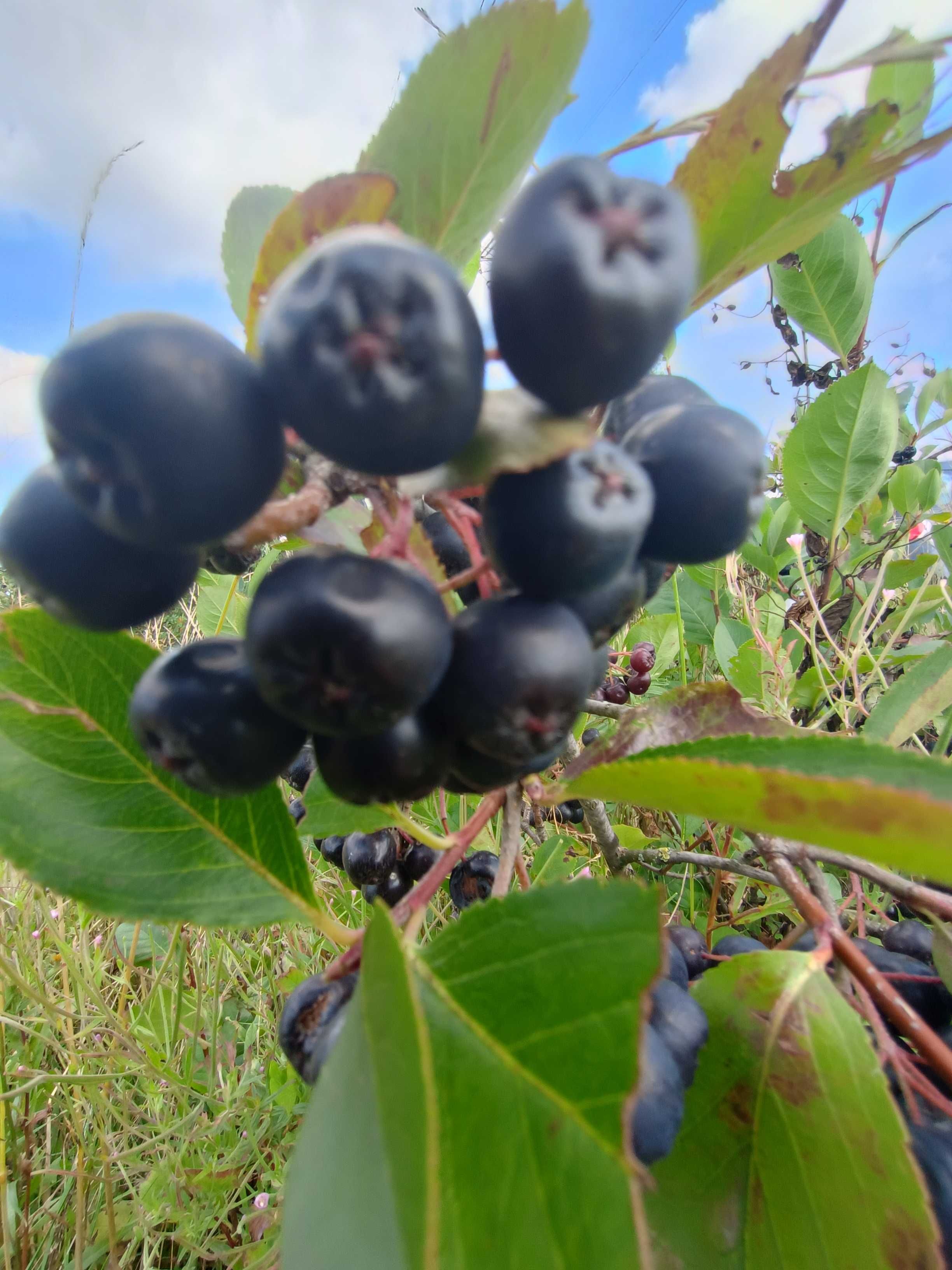 ARONIA z Gospodarstwa Ekologicznrgo