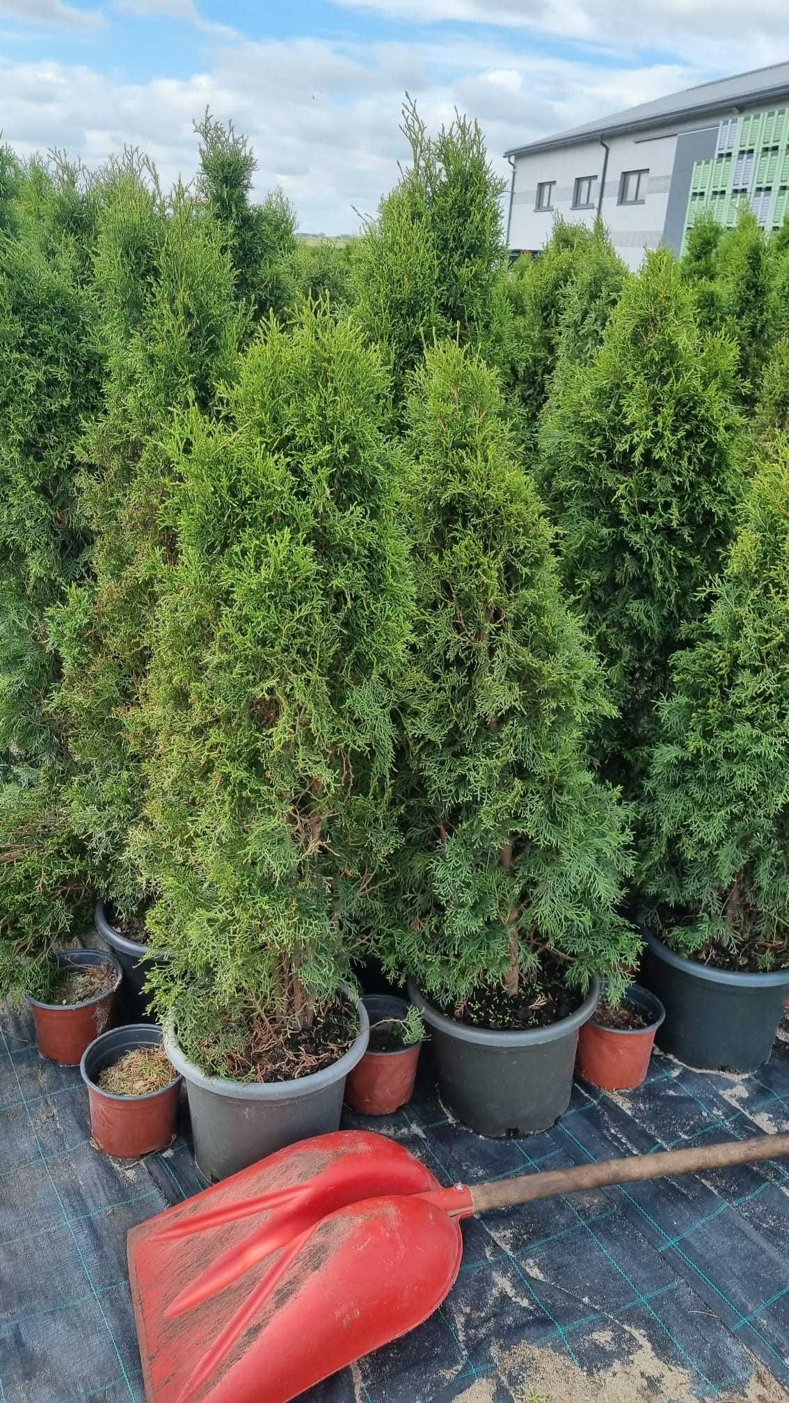 Tuja Thuja  Szmaragd tuje  kopana gruba 110cm 120cm 130 cm  Kalisz