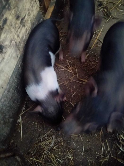 Świnie getyński/mikroświnki/świnki domowe