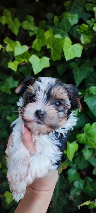 Yorkshire terrier suczka biewer