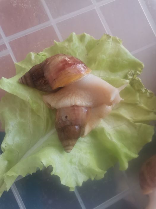 ПРОДАМ улиток Ахатин