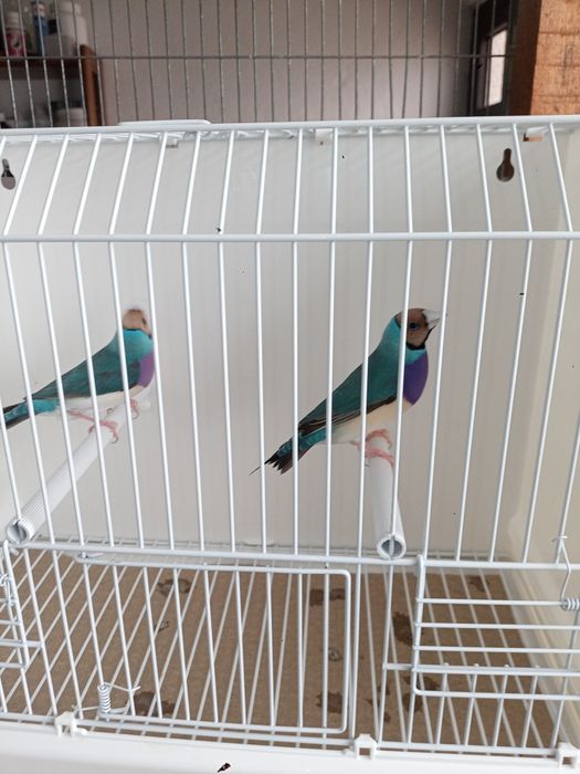 Diamantes de gould