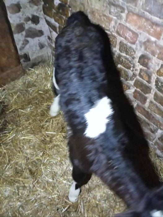 Jałoszka czarno biała