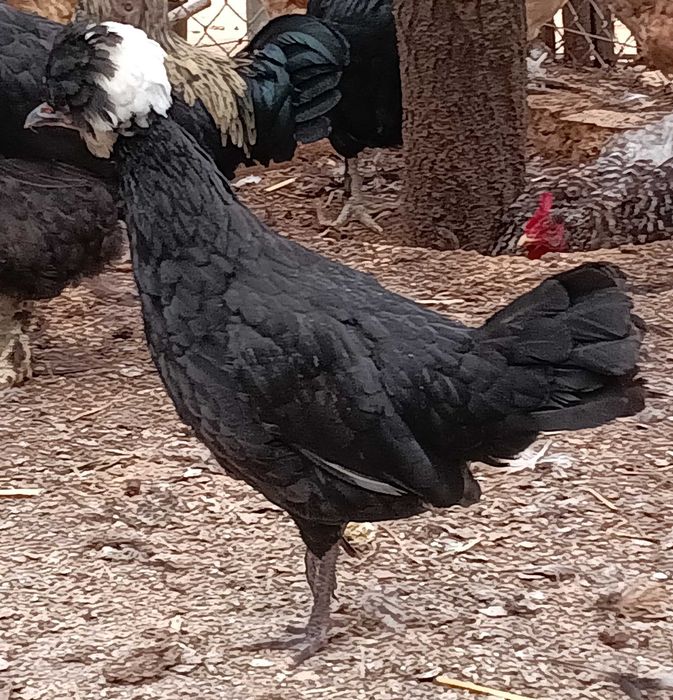 Galos e galinhas Poloneses