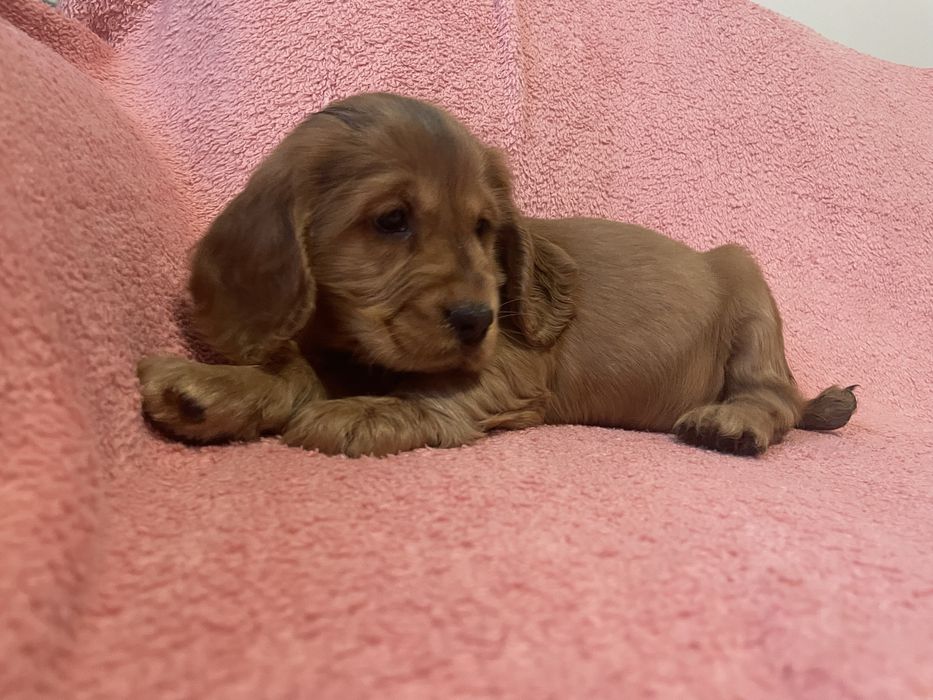 Cocker spaniel chłopiec