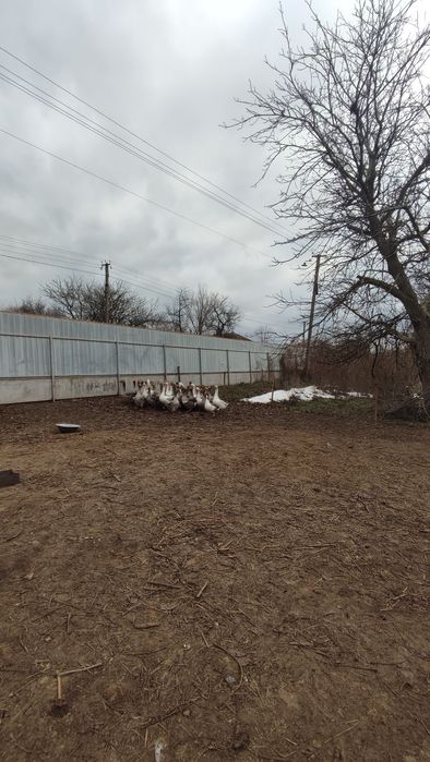 Продаємо будинок(19км від міста). Город до ставку