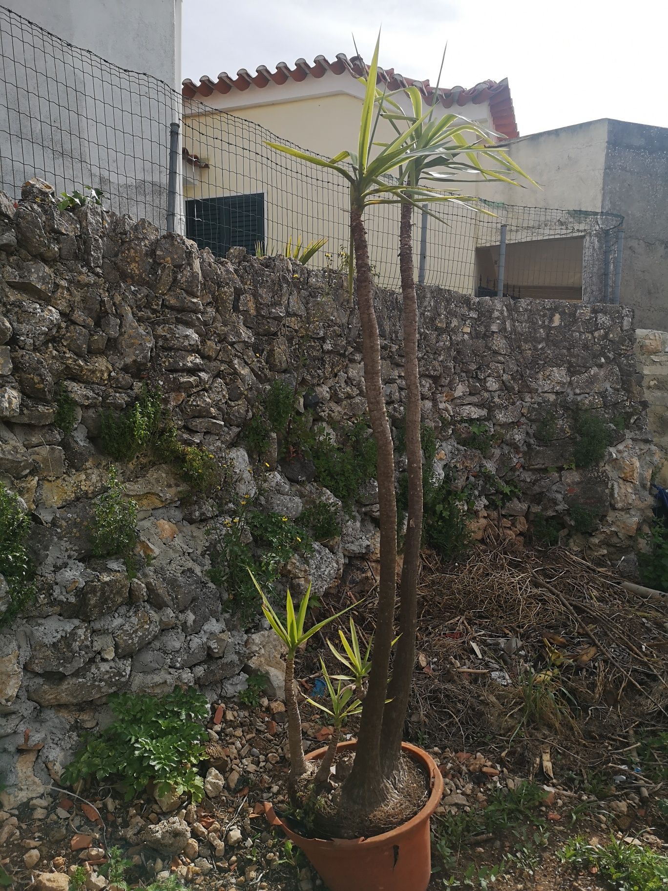 Planta ornamental Fiteira