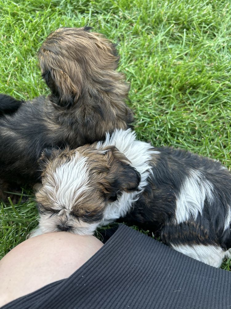 Gizmo- sliczny poesek shih tzu