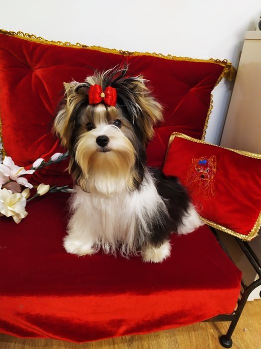 ZkwP /FCI z metryką Biewer Yorkshire terrier, i samczyk .