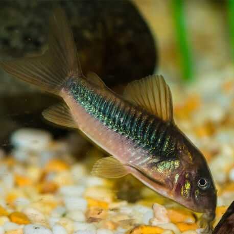 Kirysek spiżowy - Corydoras aeneus - Kirys - dowóz, wysyłka