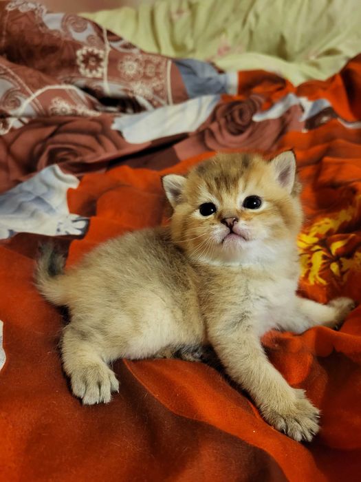 Бронь.Хлопчик золота шиншилла.