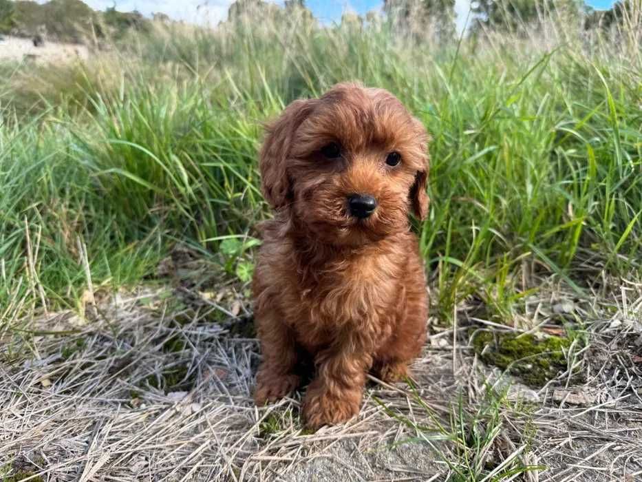 Cavapoo disponível