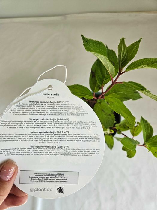 Hortensja bukietowa Mohito 35cm C2 – krzew ozdobny + nawóz gratis