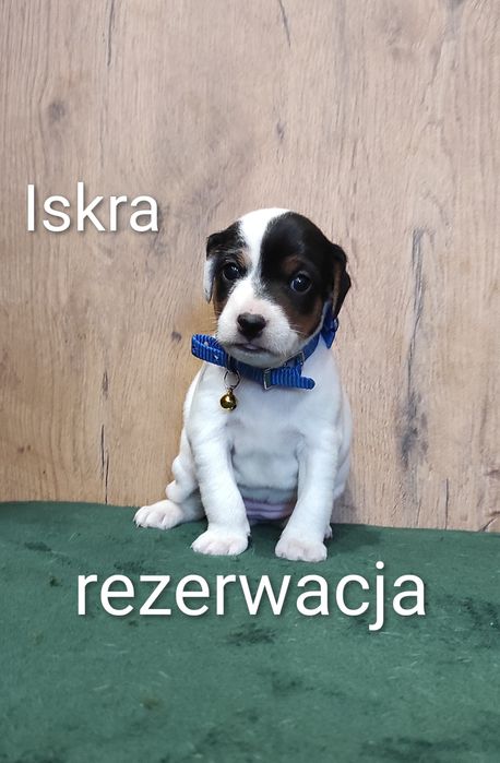 Parson Russell Terrier