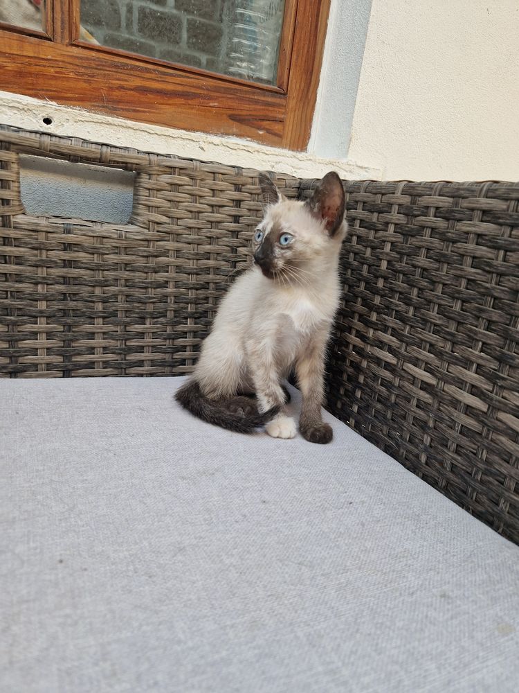 Gatos para adoçao