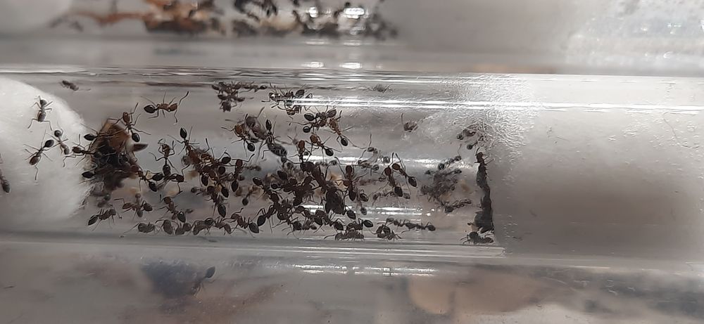 Monomorium subopacum 3 królowe + około 30 robotnic + potomstwo