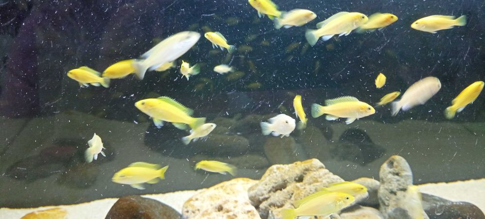 Ciclídeos Africanos Malawi - Labidochromis Caeruleus