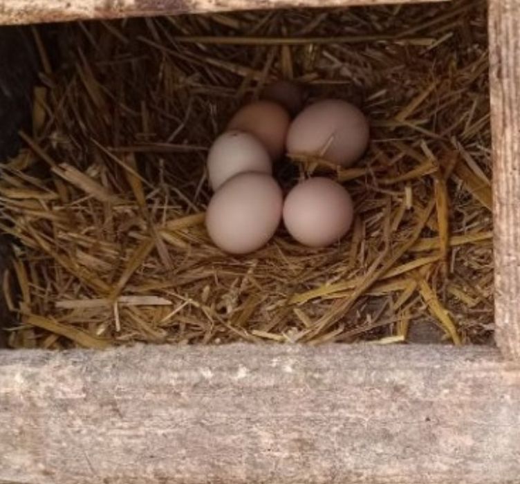 Jajka wiejskie swojskie