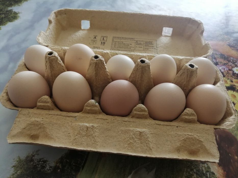 Sprzedam jajka od młodych kur cena za szt 80gr